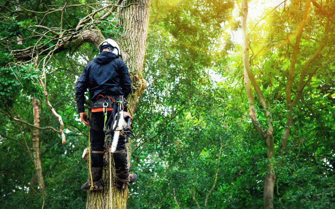 Arborist service (1)