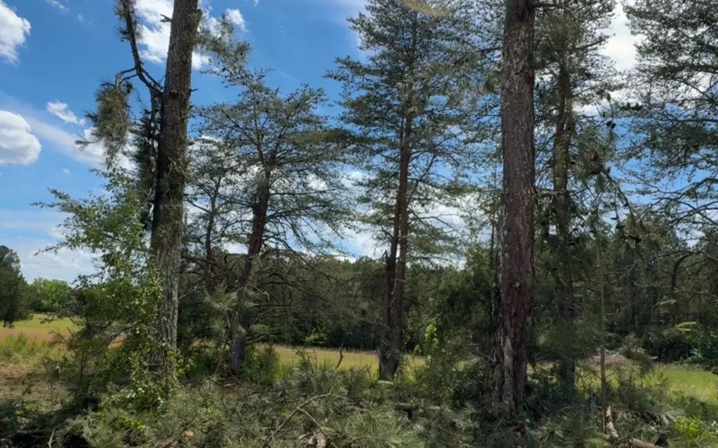 Expert Arborist Services