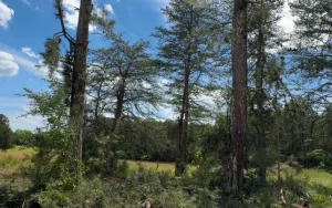 Expert Arborist Services