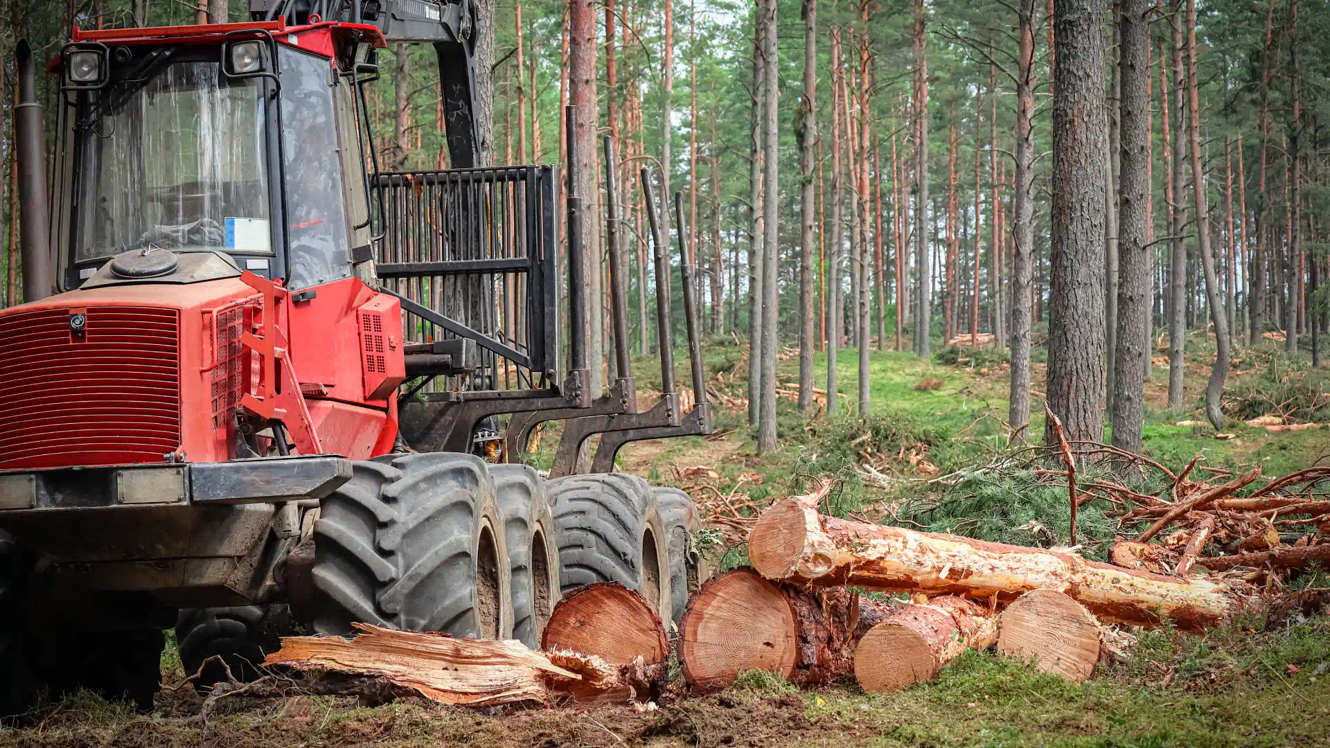 Tree Services for Homes, Businesses, and Job Sites in Donalds, SC